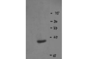 Image no. 2 for anti-RNA Binding Motif Protein 8A (RBM8A) antibody (ABIN108586) (RBM8A 抗体)