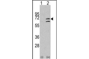 Western blot analysis of ERK8 (arrow) using rabbit polyclonal ERK8 Antibody (N-term) (ABIN391796 and ABIN2841651). (MAPK15 抗体  (N-Term))