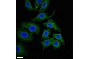 Immunofluorescent analysis of A549 cells using ABIN7160874 at dilution of 1:100 and Alexa Fluor 488-congugated AffiniPure Goat Anti-Rabbit IgG(H+L) (NQO1 抗体  (AA 55-155))