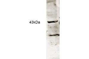 Western blot analysis using Affinity Purified anti-Neu2 antibody to detect Neu-2 present in a lysate expressing human Neu2 (1. (NEU2 抗体  (AA 110-124))