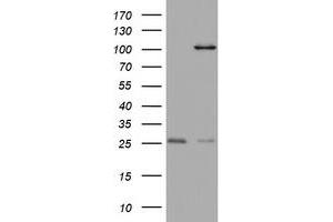Western Blotting (WB) image for anti-Chromosome 3 Open Reading Frame 15 (C3orf15) (AA 1-313) antibody (ABIN2715591) (C3orf15 抗体  (AA 1-313))