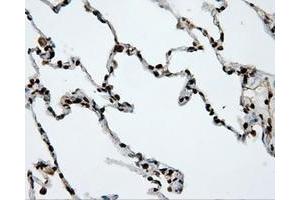 Image no. 11 for anti-Amyloid beta (A4) Precursor Protein (APP) antibody (ABIN1496877) (APP 抗体)