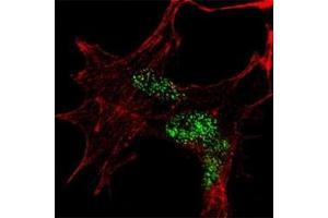 Immunofluorescence (IF) image for anti-Kruppel-Like Factor 4 (Gut) (KLF4) (AA 69-101) antibody (ABIN3031572)