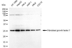 anti-Fibroblast Growth Factor 7 (FGF7) antibody