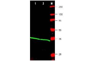 Image no. 1 for anti-Proliferating Cell Nuclear Antigen (PCNA) (Internal Region) antibody (ABIN401372) (PCNA 抗体  (Internal Region))