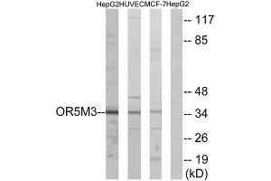 Western Blotting (WB) image for anti-Olfactory Receptor, Family 5, Subfamily M, Member 3 (OR5M3) (Internal Region) antibody (ABIN1853272) (OR5M3 抗体  (Internal Region))