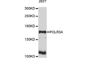 Western blot analysis of extracts of 293T cells, using POLR3A antibody (ABIN4904816) at 1:1000 dilution. (POLR3A 抗体)