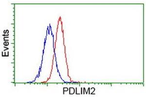 Image no. 5 for anti-PDZ and LIM Domain 2 (PDLIM2) antibody (ABIN1500125) (PDLIM2 抗体)