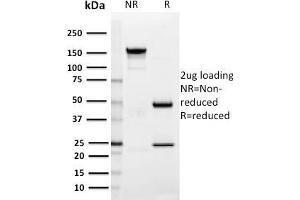 SDS-PAGE Analysis Purified SIGLEC1 / CD169 Mouse Monoclonal Antibody (HSn 7D2). (Sialoadhesin/CD169 抗体  (N-Term))