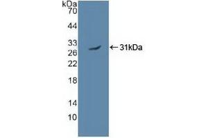 Western Blotting (WB) image for anti-Protein Kinase, AMP-Activated, alpha 2 Catalytic Subunit (PRKAA2) (AA 252-493) antibody (ABIN7443308)