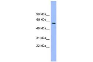 Image no. 1 for anti-Nucleosome Assembly Protein 1-Like 2 (NAP1L2) (AA 251-300) antibody (ABIN6745166) (NAP1L2 抗体  (AA 251-300))