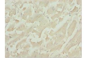 Immunohistochemistry of paraffin-embedded human heart tissue using ABIN7171567 at dilution of 1:100 (TBPL1 抗体  (AA 1-186))