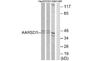 Western blot analysis of extracts from HepG2 cells, 293 cells and A549 cells, using AARSD1 antibody. (AARSD1 抗体)