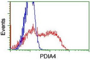 HEK293T cells transfected with either RC204041 overexpress plasmid (Red) or empty vector control plasmid (Blue) were immunostained by anti-PDIA4 antibody (ABIN2455272), and then analyzed by flow cytometry. (PDIA4 抗体)