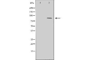 Western blot analysis of LoVo cell lysate, using CHUK Antibody. (IKK alpha 抗体  (N-Term))