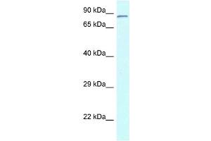 WB Suggested Anti-Cnot3 Antibody Titration: 1. (CNOT3 抗体  (N-Term))