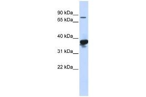 WB Suggested Anti-LONRF2 Antibody Titration:  0. (LONRF2 抗体  (Middle Region))