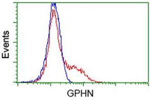 HEK293T cells transfected with either RC205986 overexpress plasmid (Red) or empty vector control plasmid (Blue) were immunostained by anti-GPHN antibody (ABIN2454074), and then analyzed by flow cytometry. (Gephyrin 抗体)