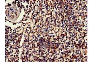 Immunohistochemistry of paraffin-embedded human spleen tissue using ABIN7154420 at dilution of 1:100 (GZMK 抗体  (AA 27-264))
