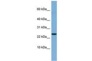 Image no. 1 for anti-Neuroblastoma 1, DAN Family BMP Antagonist (NBL1) (C-Term) antibody (ABIN6741850) (NBL1 抗体  (C-Term))