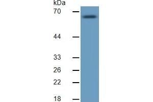 Rabbit Detection antibody from the kit in WB with Positive Control:  Sample Mouse Kidney Tissue. (MMP 9 ELISA 试剂盒)