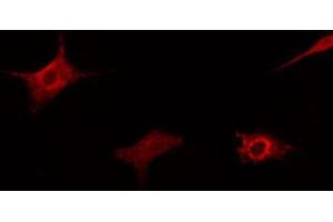 Immunofluorescence (fixed cells) (IF/ICC) image for anti-Heat Shock Protein 90kDa alpha (Cytosolic), Class B Member 1 (HSP90AB1) (pSer254) antibody (ABIN6255132)
