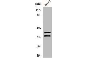 Western Blot analysis of 293 cells using AurB/C Polyclonal Antibody (AurB/C 抗体)