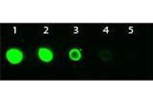 Dot Blot of Mouse anti-AKT3 Monoclonal Antibody Fluorescein Conjugated. (AKT3 抗体  (Internal Region) (FITC))
