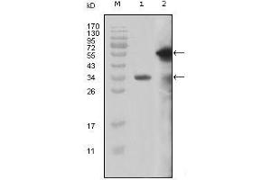 Western Blot showing MLL antibody used against truncated MLL recombinant protein (1) and truncated GFP-MLL (aa3714-3969) transfected Cos7 cell lysate (2). (MLL/KMT2A 抗体  (AA 3751-3968))