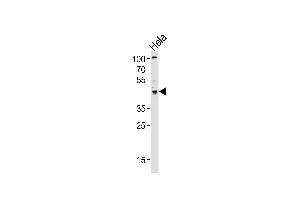 Western blot analysis of lysate from Hela cell line, using TRIP13 Antibody (C-term) (ABIN656567 and ABIN2845827). (TRIP13 抗体  (C-Term))