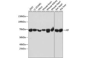 Western blot analysis of extracts of various cell lines, using AIF antibody (ABIN7265648) at 1:1000 dilution. (AIF 抗体)