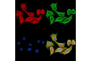 ABIN7095294 and ABIN7099351 staining HepG2 cells by IF/ICC. (CRYbA4 抗体)