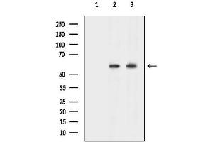 anti-Neuroblastoma Breakpoint Family, Member 7 (NBPF7) (C-Term) antibody