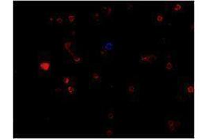 Immunofluorescence (IF) image for anti-CD19 Molecule (CD19) antibody (Alexa Fluor 647) (ABIN2657657) (CD19 抗体  (Alexa Fluor 647))