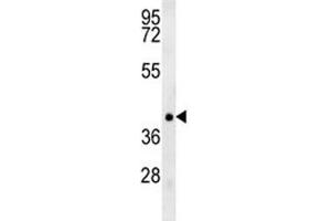 TRAF1 antibody western blot analysis in NCI-H460 lysate. (TRAF1 抗体  (AA 55-83))