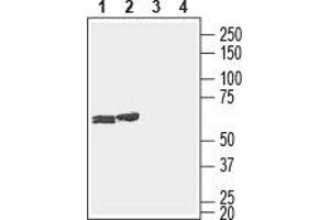 Western blot analysis of rat (lanes 1 and 3) and mouse (lanes 2 and 4) brain lysates: - 1,2.