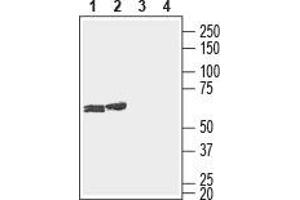 Western blot analysis of rat (lanes 1 and 3) and mouse (lanes 2 and 4) brain lysates: - 1,2. (GJC3 抗体  (1st Extracellular Loop))