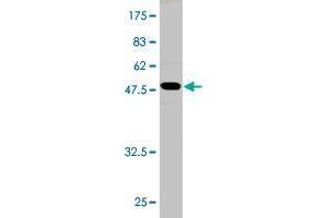 Western Blot detection against Immunogen (57. (AKTIP 抗体  (AA 1-292))