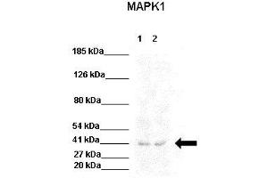 WB Suggested Anti-MAPK1 Antibody  Positive Control: Lane 1:441 µg HEK293 lysate Lane 2: 041 µg U205 lysate Primary Antibody Dilution: 1:0000Secondary Antibody: Goat anti-rabbit-HRP Secondry  Antibody Dilution: 1:0000Submitted by: Jose Luis Rosa, Universitat de Barcelona (ERK2 抗体  (Middle Region))
