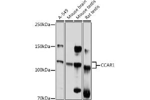 Western blot analysis of extracts of various cell lines, using CC antibody (ABIN6129224, ABIN6138030, ABIN6138032 and ABIN6217655) at 1:1000 dilution. (CCAR1 抗体  (AA 1-200))