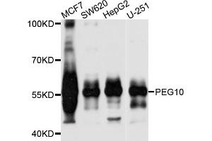 Western blot analysis of extracts of various cell lines, using PEG10 antibody (ABIN5971473) at 1/1000 dilution. (PEG10 抗体)
