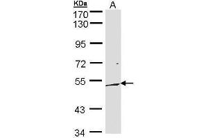 WB Image Sample (30 ug of whole cell lysate) A: 293T 10% SDS PAGE antibody diluted at 1:500 (DUSP10 抗体  (C-Term))
