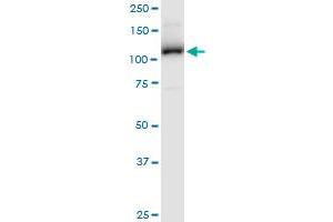 ERAP2 MaxPab polyclonal antibody. (ERAP2 抗体  (AA 1-350))