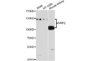Western blot analysis of extracts of various cell lines, using NRP2 antibody (ABIN5971405) at 1/1000 dilution. (NRP2 抗体)
