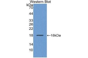 Western Blotting (WB) image for anti-Transthyretin (TTR) (AA 21-150) antibody (ABIN1863252) (TTR 抗体  (AA 21-150))