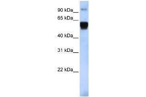 WB Suggested Anti-TRIM10 Antibody Titration:  0. (TRIM10 抗体  (Middle Region))