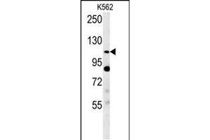 Western blot analysis in K562 cell line lysates (35ug/lane). (SEMA5A 抗体  (AA 90-113))