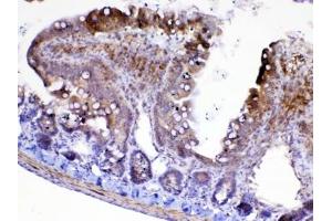 IHC testing of FFPE rat small intestine tissue with CFD antibody at 1ug/ml. (Adipsin 抗体  (AA 26-253))