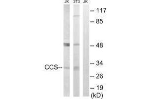 Western blot analysis of extracts from Jurkat cells and 3T3 cells, using CCS antibody. (Superoxide dismutase copper chaperone 抗体  (C-Term))