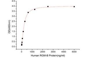 Activity Assay (AcA) image for RGM Domain Family, Member B (RGMB) (Active) protein (His tag) (ABIN7678235)